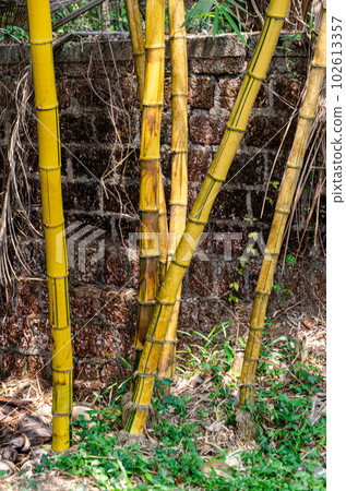 Bamboo plants Bamboo plants 102613357