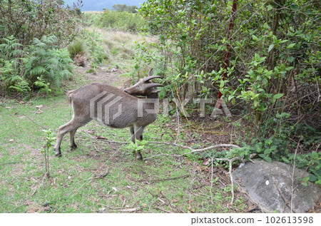 Wild goat Nilgiri Tahr 102613598