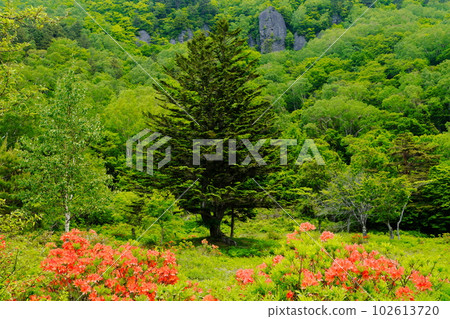 Fresh green and Rhododendron japonicum at Gomiike Hafu Kogen Nature Park, Suzaka City, Shinshu Fresh green and Rhododendron japonicum at Gomiike Hafu Kogen Nature Park, Suzaka City, Shinshu 102613720