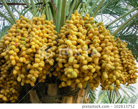 Date palms with dates Date palms with dates 102613752