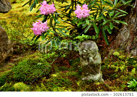 杜鵑花和三千院地藏山（兒童地藏之庭）[京都府京都市左京區大原雷護院町] 102613781