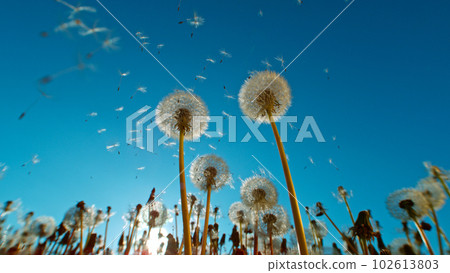 Macro Shot of Dandelions being blown, freeze motion. Outdoor scene with sun rays. Macro Shot of Dandelions being blown, freeze motion. Outdoor scene with sun rays. 102613803