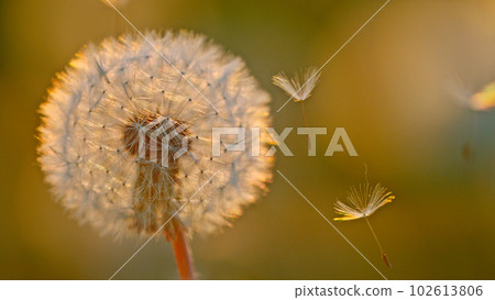Macro Shot of Dandelion being blown, freeze motion. Outdoor scene during sunset. 102613806