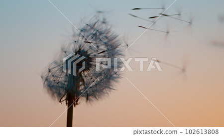 Macro Shot of Dandelion being blown, freeze motion. Outdoor scene during sunset. Macro Shot of Dandelion being blown, freeze motion. Outdoor scene during sunset. 102613808