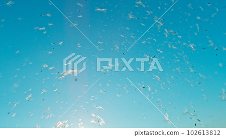 Macro Shot of Dandelion seeds being blown, freeze motion. Outdoor scene with sun rays. Macro Shot of Dandelion seeds being blown, freeze motion. Outdoor scene with sun rays. 102613812