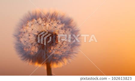 Macro Shot of Dandelion being blown, freeze motion. Outdoor scene during sunset. Macro Shot of Dandelion being blown, freeze motion. Outdoor scene during sunset. 102613823