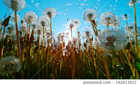 Macro Shot of Dandelions being blown, freeze motion. Outdoor scene with sun rays. Macro Shot of Dandelions being blown, freeze motion. Outdoor scene with sun rays. 102613831