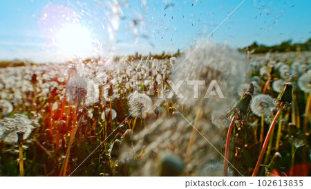 Macro Shot of Dandelions being blown, freeze motion. Outdoor scene with sun rays. Macro Shot of Dandelions being blown, freeze motion. Outdoor scene with sun rays. 102613835