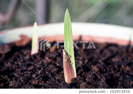 A plant in a flowerpot with water droplets 102613838