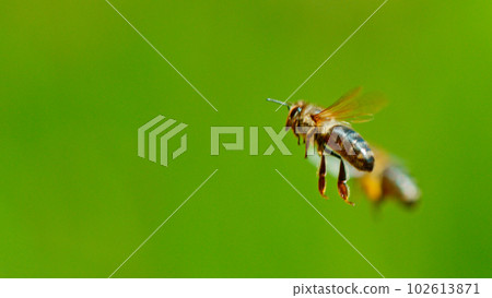 Freeze motion of bees flying, macro shot. 102613871