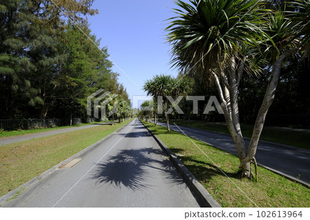 Okinawa Pineapple Road 102613964
