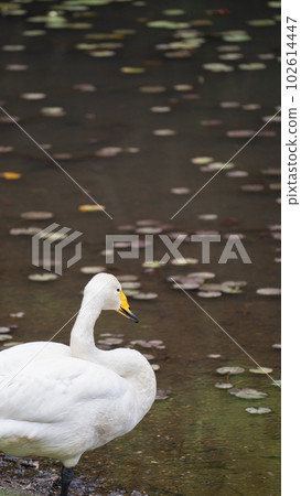 Great swans 102614447