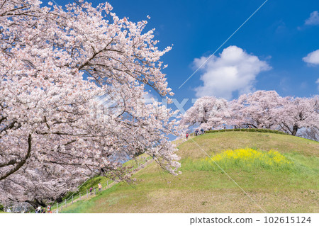 《Saitama Prefecture》Sakitama Burial Mounds/Cherry blossoms in full bloom in spring 102615124