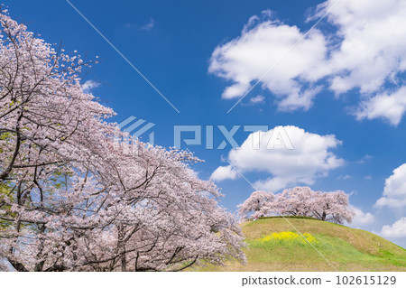 《埼玉縣》崎玉古墳/春天櫻花盛開 102615129