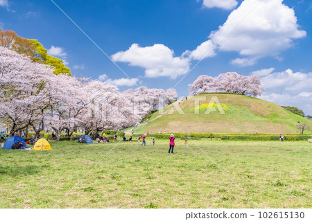 《埼玉縣》崎玉古墳/春天櫻花盛開 102615130