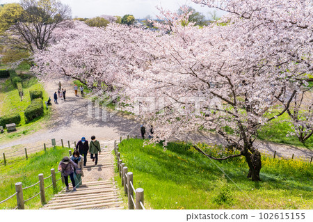 《Saitama Prefecture》Sakitama Burial Mounds/Cherry blossoms in full bloom in spring 102615155