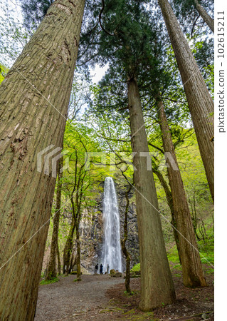 Tamadare Falls Shinryoku Tamadare Falls Shinryoku 102615211