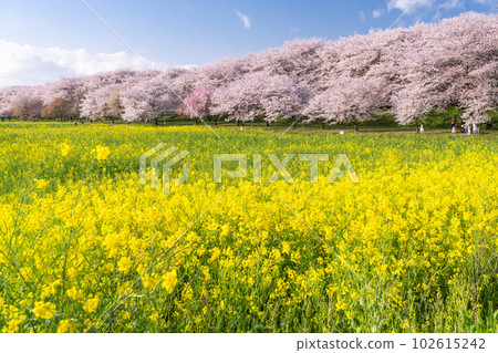 《埼玉縣》盛開的櫻花和油菜花・春天的權現堂 Tsutsumi 102615242