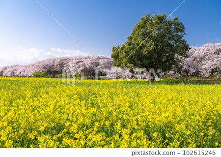 《埼玉縣》盛開的櫻花和油菜花・春天的權現堂 Tsutsumi 102615246