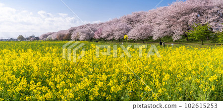 《Saitama Prefecture》 Cherry blossoms in full bloom and rape blossoms ・ Spring Gongendo Tsutsumi 《Saitama Prefecture》 Cherry blossoms in full bloom and rape blossoms ・ Spring Gongendo Tsutsumi 102615253