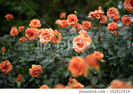 橙色玫瑰 橙色玫瑰 102615414