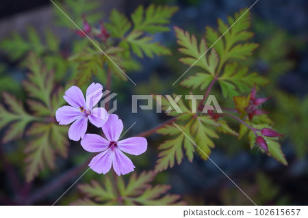 帶有鋸齒狀花瓣的較小絨毛突變（？） 102615657