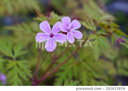 Lesser fluff Mutation with jagged petals (?) 102615659