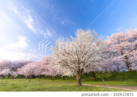 《Saitama Prefecture》 Cherry blossoms in full bloom, Gongendo Tsutsumi in spring 102615855