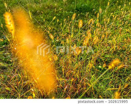Cat teaser illuminated by the autumn breeze and the setting sun 102615995