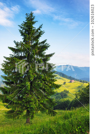 spruce tree on the grassy meadow. mountain landscape on a sunny summer day with clouds on the sky 102616023
