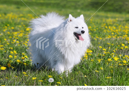 purebred white japanese spitz in spring against a background of grass. portrait of a young playful dog 102616025