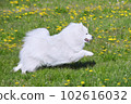 purebred white japanese spitz in spring against a background of grass. portrait of a young playful dog 102616032