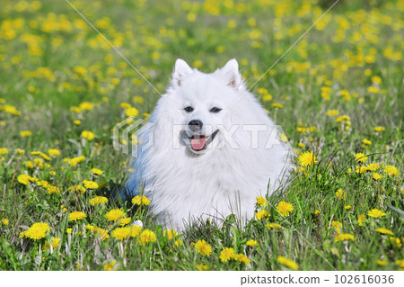 purebred white japanese spitz in spring against a background of grass. portrait of a young playful dog 102616036