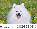 purebred white japanese spitz smiles while looking at the camera. portrait young playful dog close-up 102616038