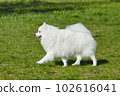 purebred white japanese spitz in spring against a background of grass. portrait of a young playful dog 102616041
