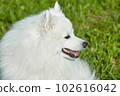 purebred white japanese spitz in spring against a background of grass. portrait of a young playful dog 102616042