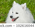 purebred white japanese spitz in spring against a background of grass. portrait of a young playful dog 102616044