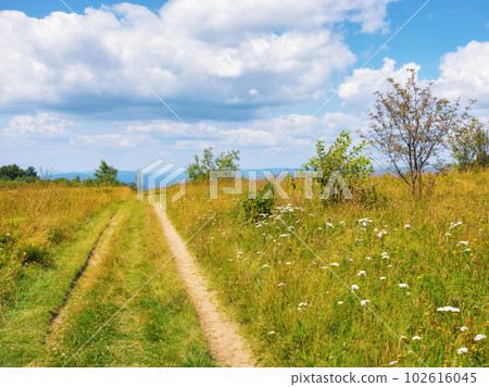 dirt road through grassy meadow. countryside scenery in mountains on a sunny summer day 102616045