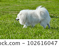 purebred white japanese spitz in spring against a background of grass. portrait of a young playful dog 102616047