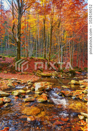 calm mountain river in the forest. beautiful nature landscape in autumn. trees in fall colors on a sunny day calm mountain river in the forest. beautiful nature landscape in autumn. trees in fall colors on a sunny day 102616052