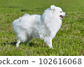 purebred white japanese spitz in spring against a background of grass. portrait of a young playful dog 102616068