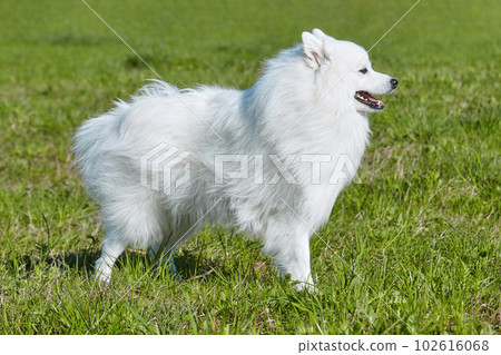 purebred white japanese spitz in spring against a background of grass. portrait of a young playful dog 102616068