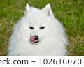 purebred white japanese spitz licks his tongue. portrait young playful dog 102616070