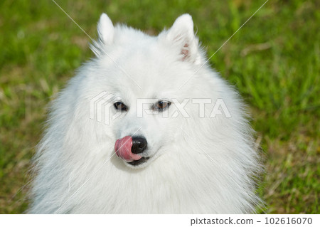 purebred white japanese spitz licks his tongue. portrait young playful dog 102616070