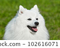 purebred white japanese spitz in spring against a background of grass. portrait of a young playful dog 102616071