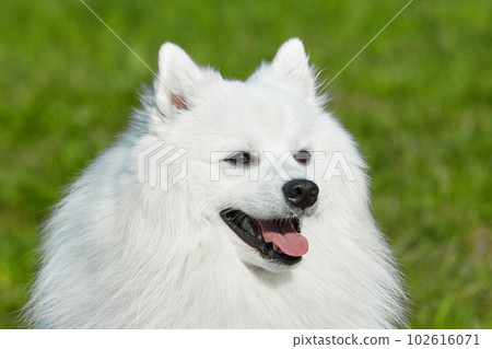 purebred white japanese spitz in spring against a background of grass. portrait of a young playful dog 102616071