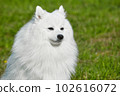 purebred white japanese spitz in spring against a background of grass. portrait of a young playful dog 102616072
