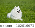 purebred white japanese spitz in spring against a background of grass. portrait of a young playful dog 102616073
