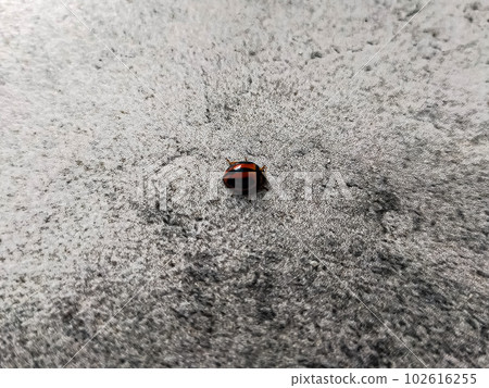Brown lady bug on rough textured floor. 102616255