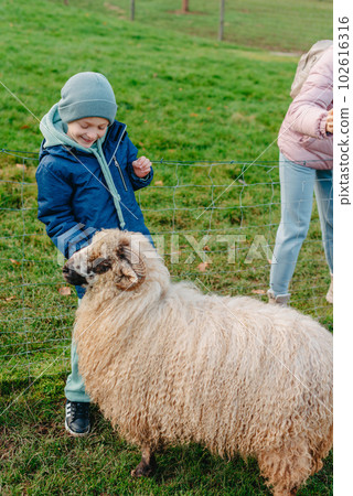 Little caucasian boy feeding ram in a farm. Ram eating grains of cereal from the hands of a child. 102616316